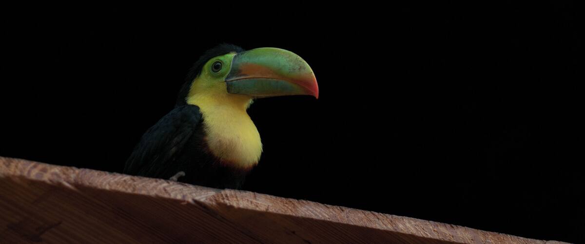 A toucan with a large beak perched on a wooden ledge.