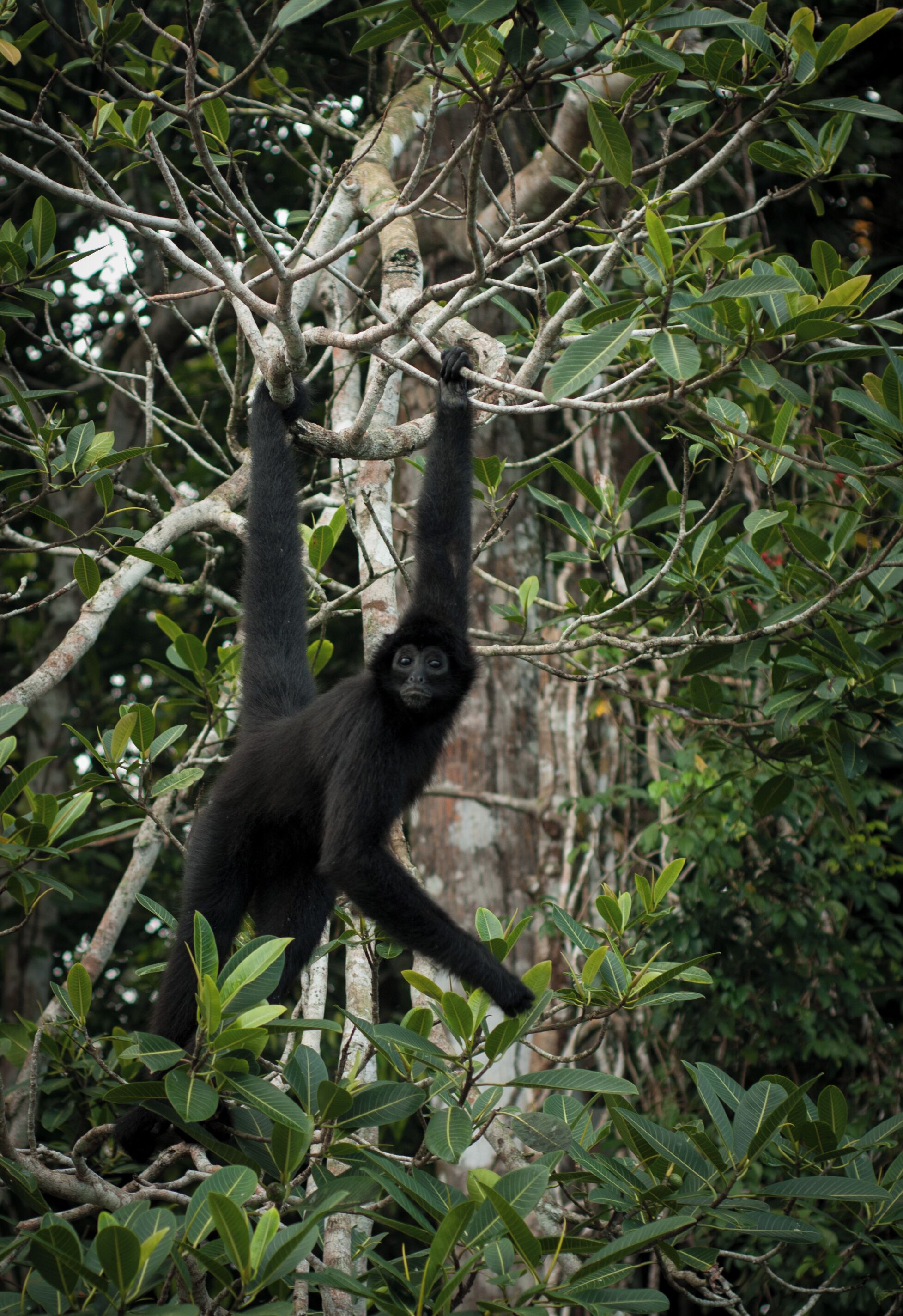 Very curious spider monkey we kept observing for some minutes. 
#LikeALocal

P.S. This is how travelling through Panama felt like--
https://youtu.be/CoXnbHQEFds