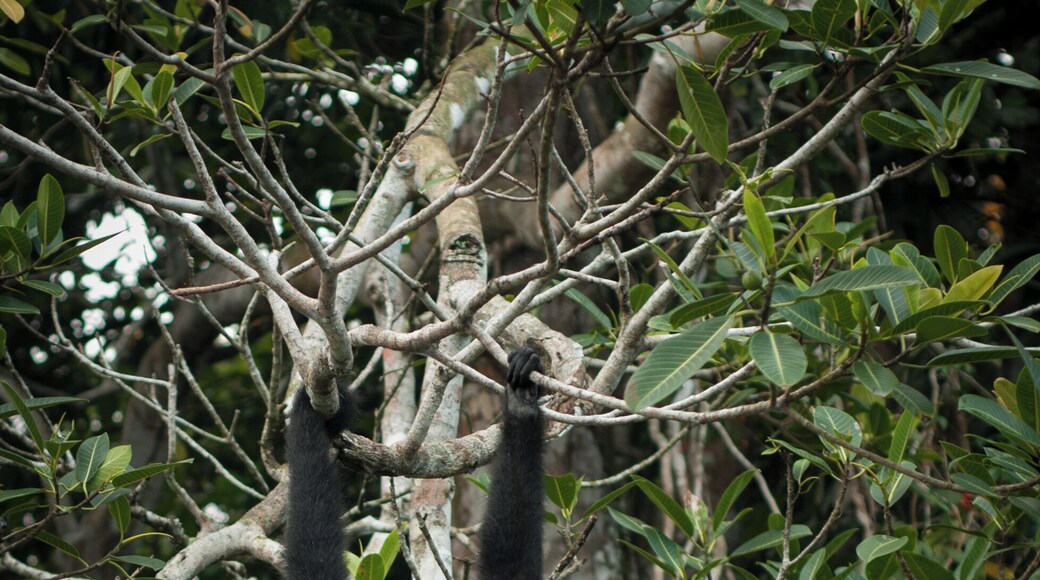 Very curious spider monkey we kept observing for some minutes.
#LikeALocal
P.S. This is how travelling through Panama felt like--
https://youtu.be/CoXnbHQEFds