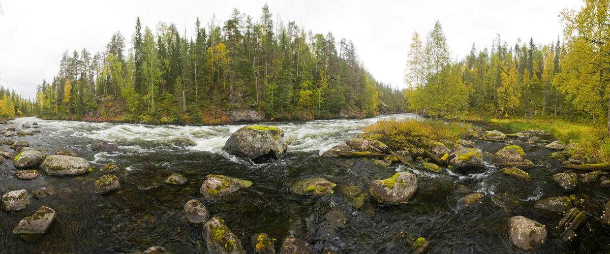 A river flowing through a forest with rocks and moss-covered stones.