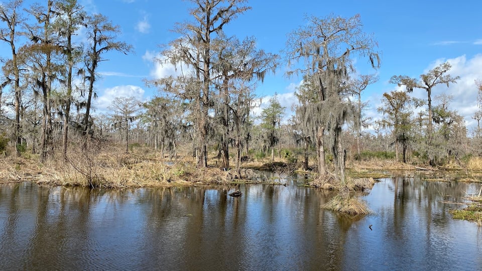 A swampy area with water reflecting trees and sky.