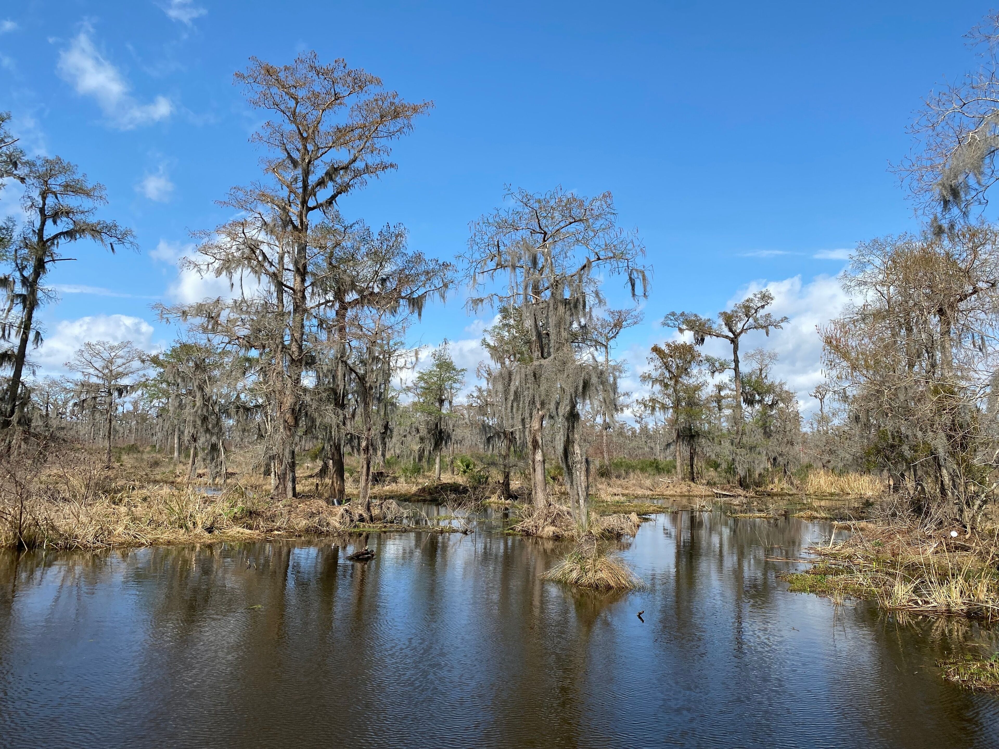 Photo of old man's beard, beard lichen, or beard moss in the bayou or wetlands of Barataria Preserve within Jean Lafitte National Historical Park and Preserve, Jefferson Parish, Louisiana USA..