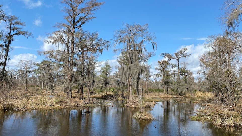 A swampy landscape with water, trees, and marsh vegetation.