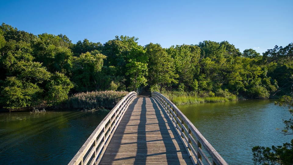 A wooden bridge over a calm river surrounded by dense green forest.
