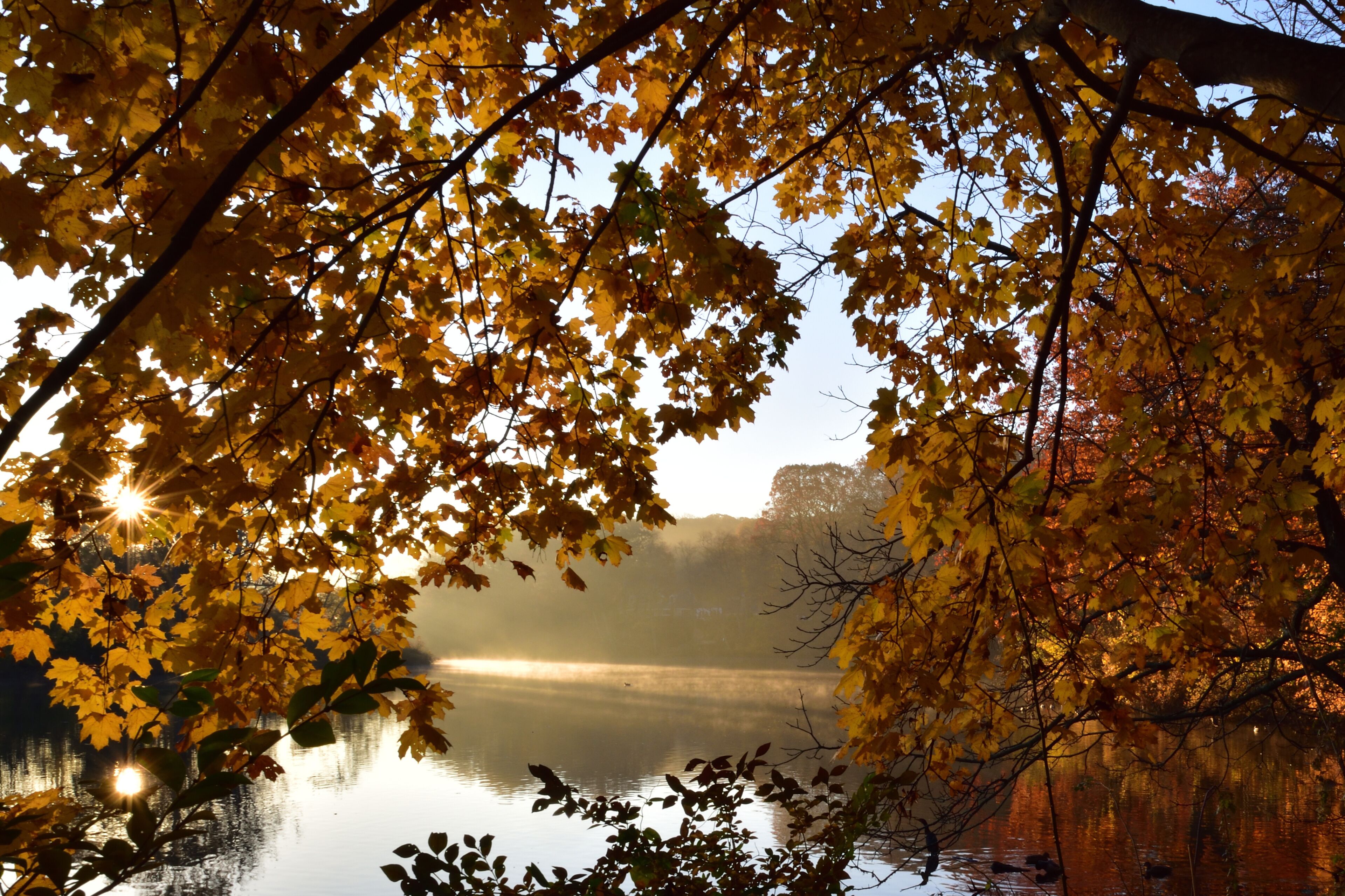 A morning view of Avalon park and preserve, Stony Brook, New York, with color trees in the foreground and sun rays and mist in the pond 