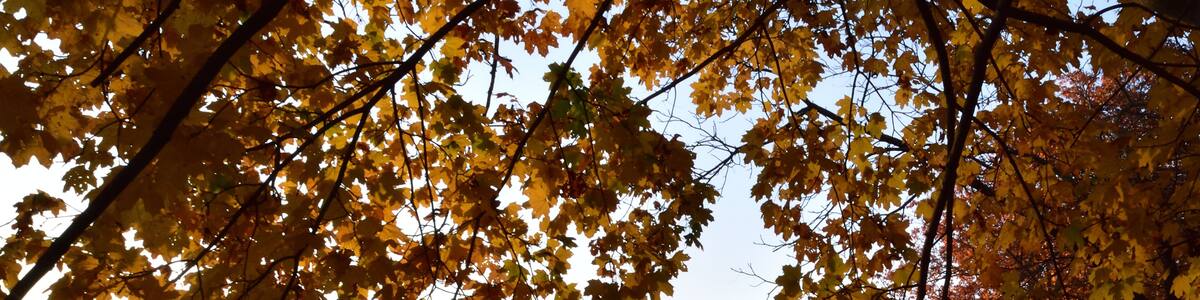 A morning view of Avalon park and preserve, Stony Brook, New York, with color trees in the foreground and sun rays and mist in the pond