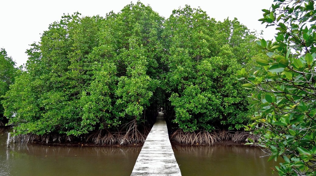 What was meant to be a quick stay in Koh Kong as we were crossing into Thailand, turned out to be almost a week long adventure. We were pleasantly surprised by the amount of untaped natural attractions that Koh Kong had to offer. From bushwhacking jungle treks to pristine waterfalls to the largest intact mangroves in Cambodia, Koh Kong is definitely a place worth exploring.
The mangroves are located about 15 minutes by motorbike from the main road in Koh Kong. We paid $1 for parking, along with a small entrance fee into the park. The boardwalks through the mangroves were impressive and well designed. Be sure to also check out the observation tower with spectacular aerial views of the park. #cambodia #mangroves #kohkong