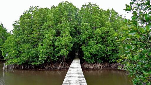 What was meant to be a quick stay in Koh Kong as we were crossing into Thailand, turned out to be almost a week long adventure. We were pleasantly surprised by the amount of untaped natural attractions that Koh Kong had to offer. From bushwhacking jungle treks to pristine waterfalls to the largest intact mangroves in Cambodia, Koh Kong is definitely a place worth exploring.
The mangroves are located about 15 minutes by motorbike from the main road in Koh Kong. We paid $1 for parking, along with a small entrance fee into the park. The boardwalks through the mangroves were impressive and well designed. Be sure to also check out the observation tower with spectacular aerial views of the park. #cambodia #mangroves #kohkong