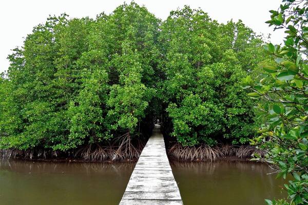 A narrow wooden pathway leading through a dense mangrove forest.
