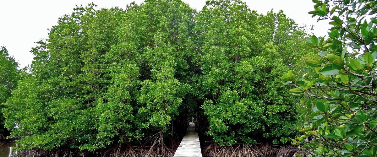 A narrow wooden pathway leading through a dense mangrove forest.