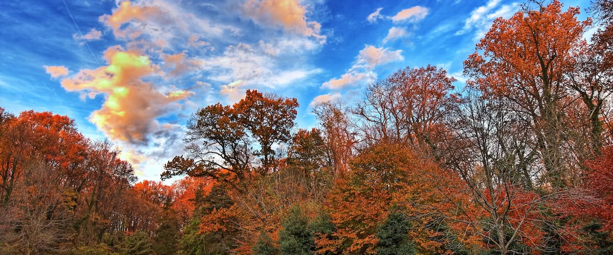 Rock Creek park at the evening, Washington DC