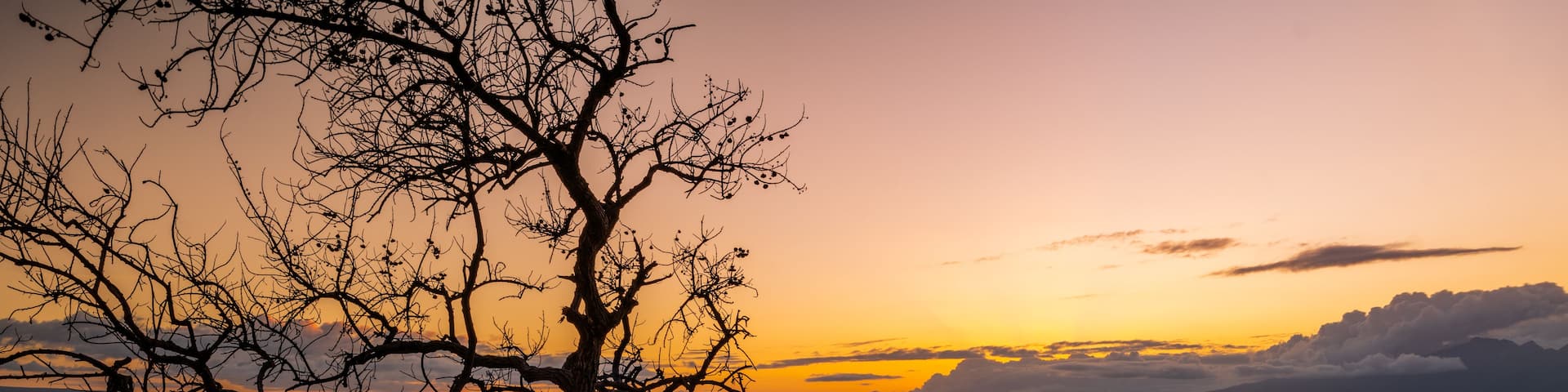 A sunset over a calm sea with a prominent tree branch in the foreground.