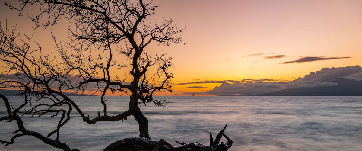 A sunset over a calm sea with a prominent tree branch in the foreground.
