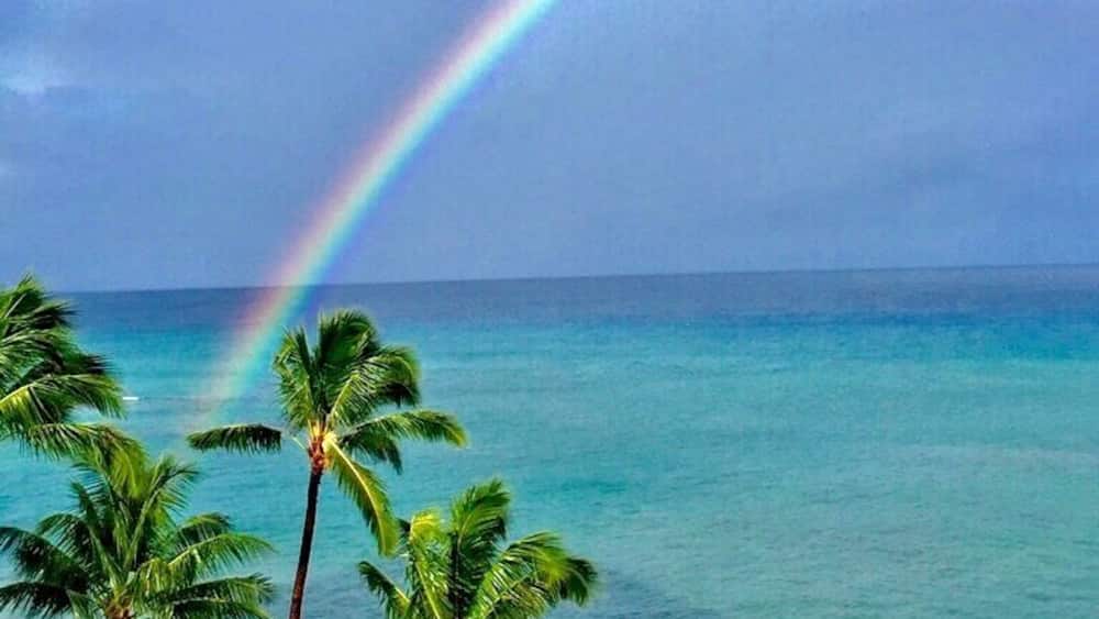 Une plage bordée de palmiers, avec un arc-en-ciel se déployant au-dessus de l’océan.