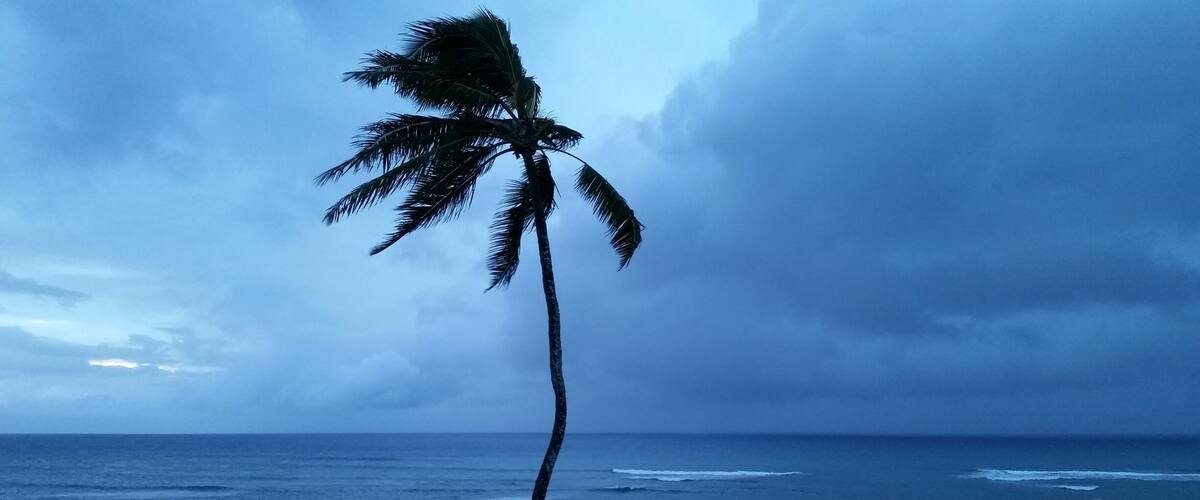 A palm tree against a stormy ocean backdrop.