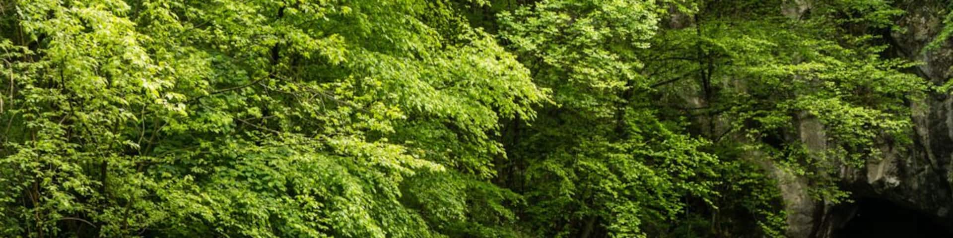 Krupajsko vrelo is a a spring located in Eastern Serbia, close to the village Milanovac. There is a small restaurant nearby where you can try extremly fresh fishes from the adjacent fish farm.
#Serbia #Nature #Spring #Waterfall #Reflection