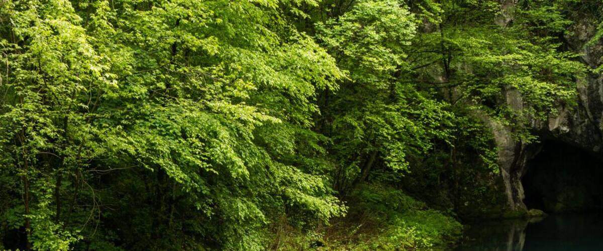 A waterfall surrounded by lush green forest.