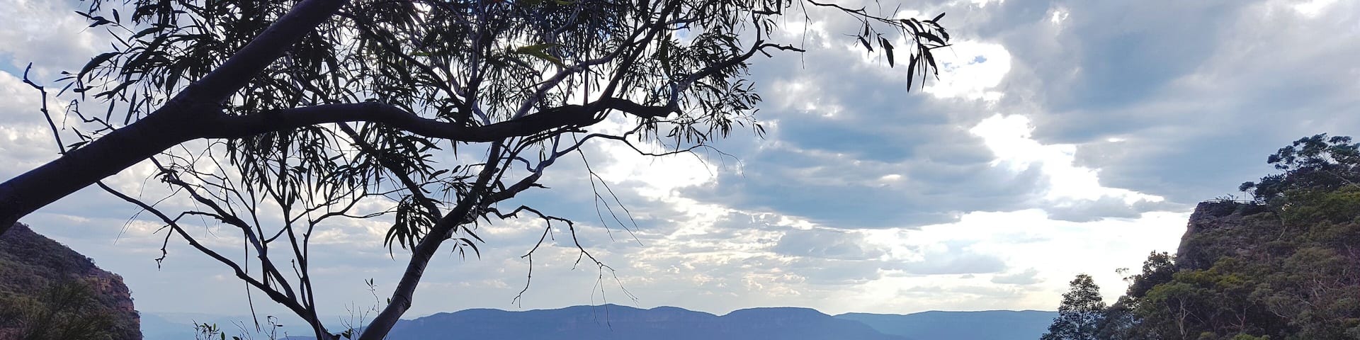 Blue Mountains Eucalyptus Haze