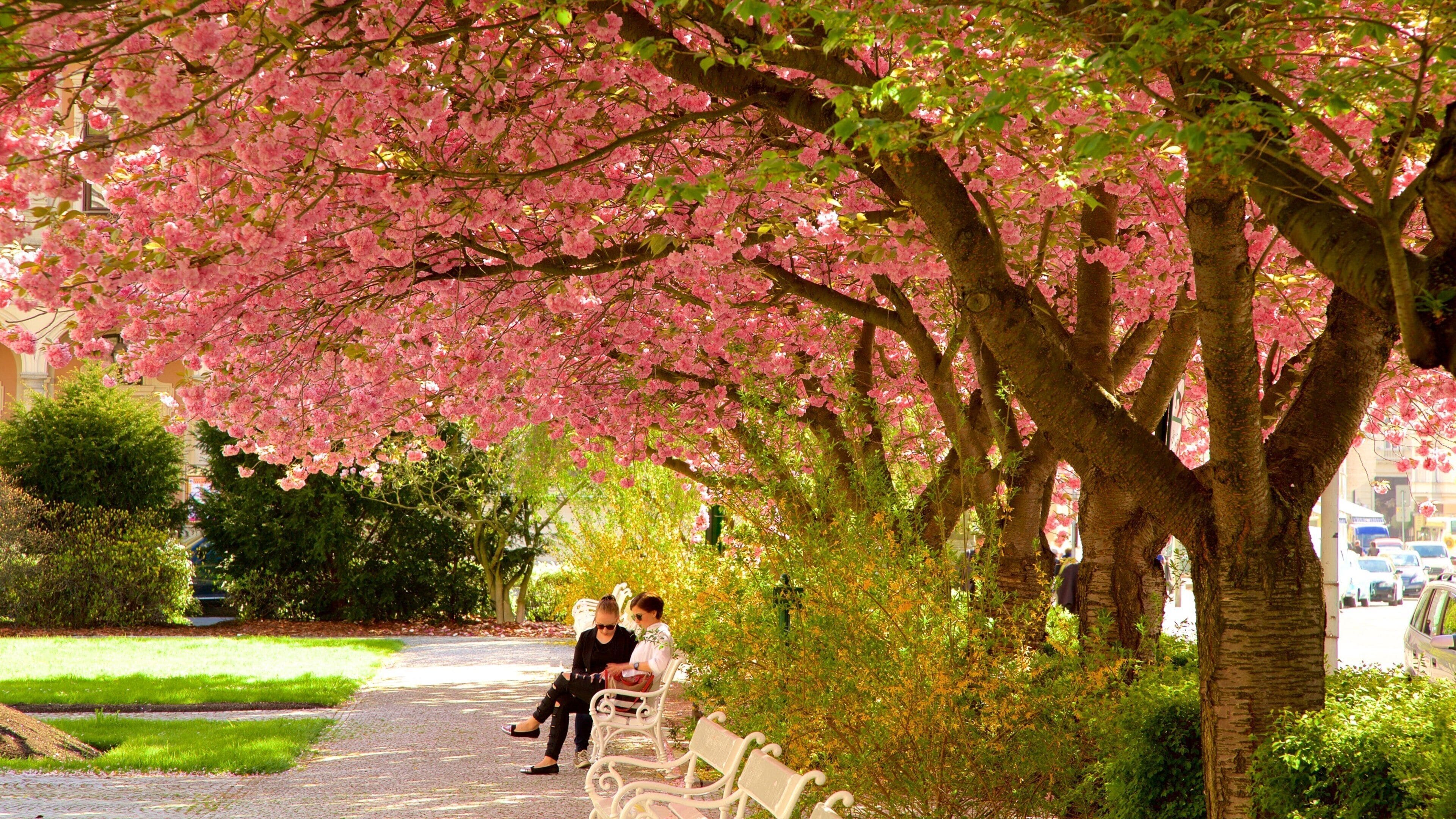 Karlovy Vary which includes flowers and a garden