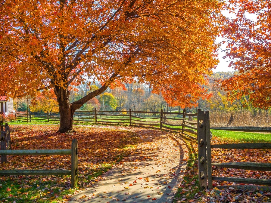 Autumn Walkway