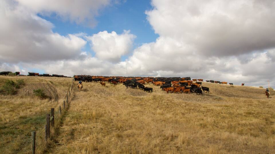 Cowboys funnel cattle through a fence gate.