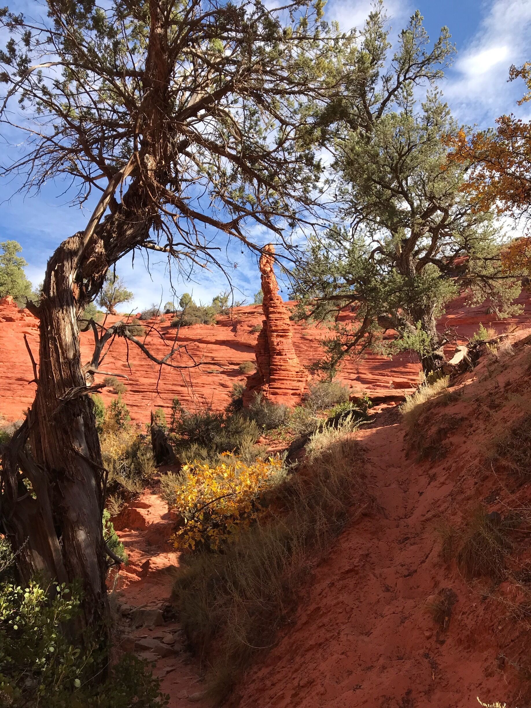A red rock landscape with a prominent tree and a clear blue sky.