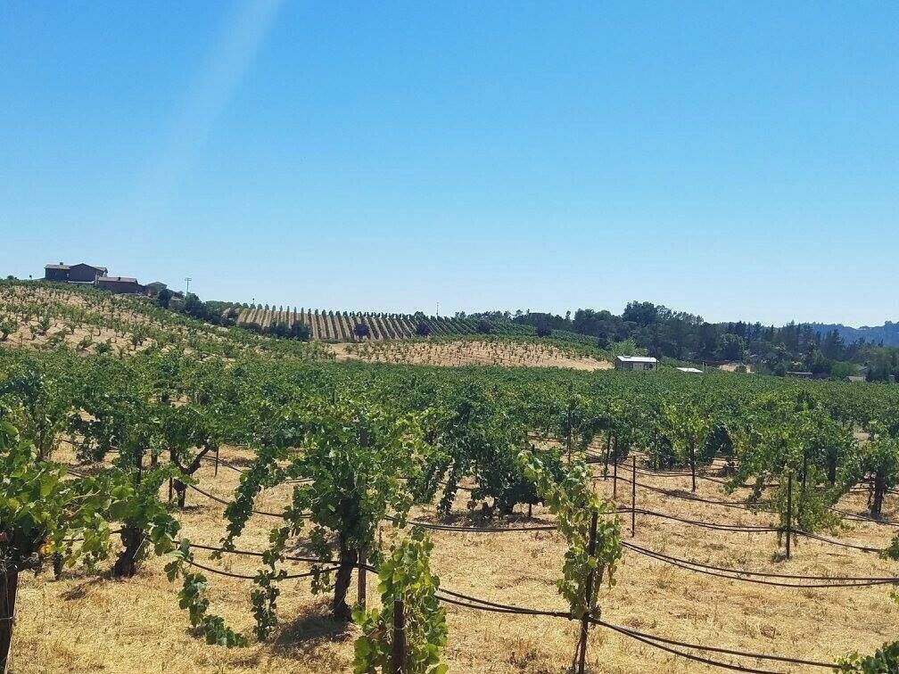 A vineyard with rows of grapevines and a building in the background.