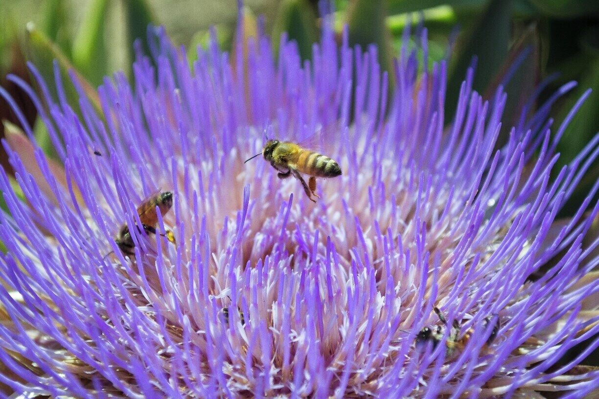 Bees in the garden!!!!
