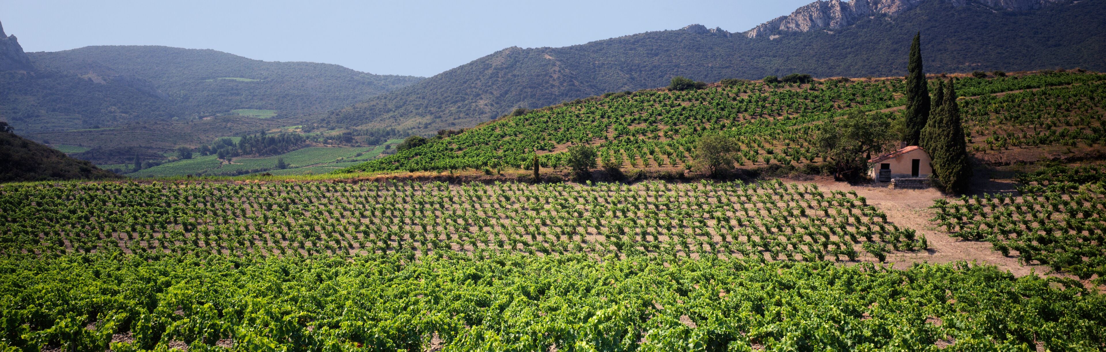 A vineyard with rows of grapevines, a small building, and mountains in the background.