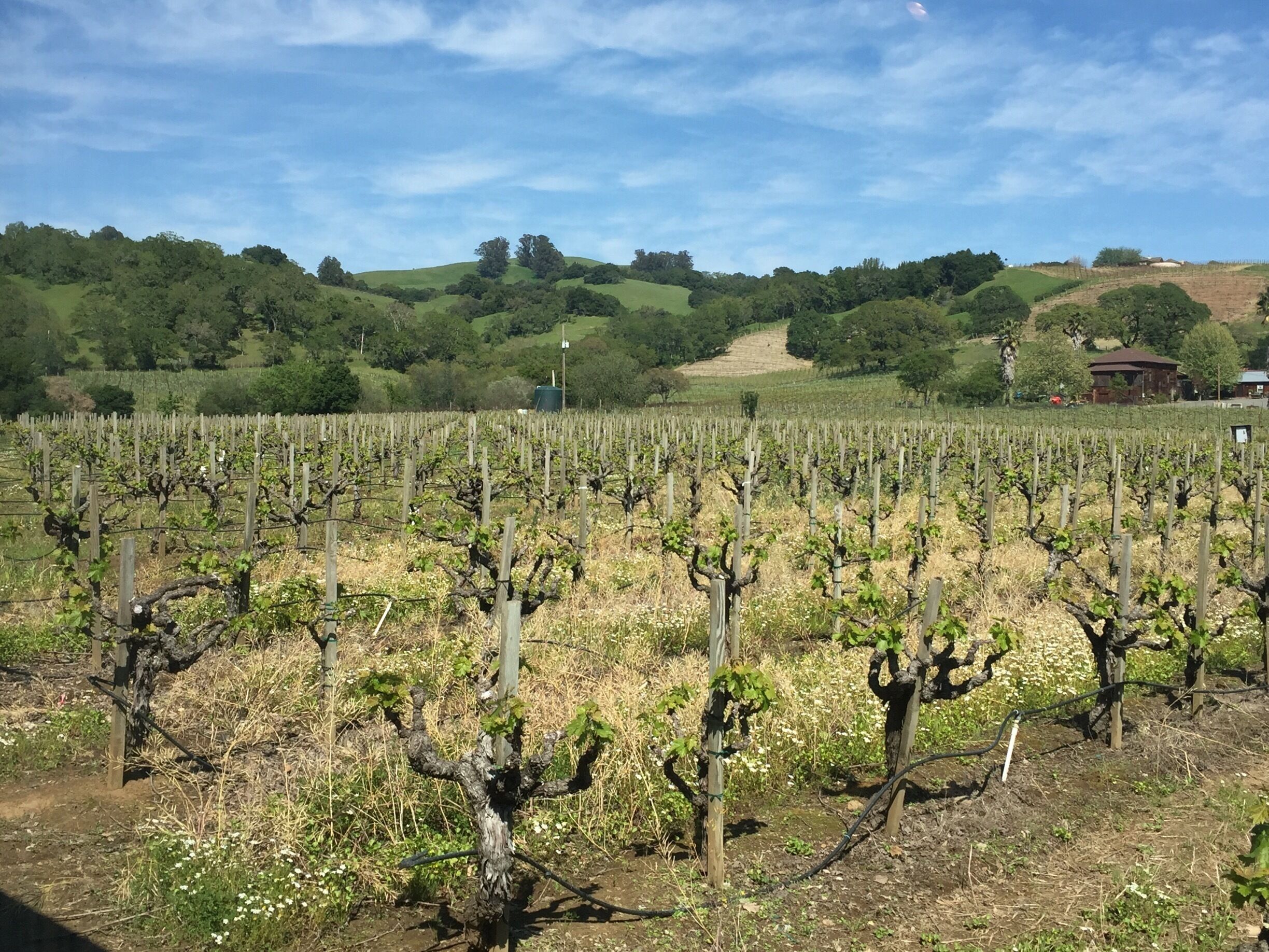 Great little vineyard with some delicious old vine zins!