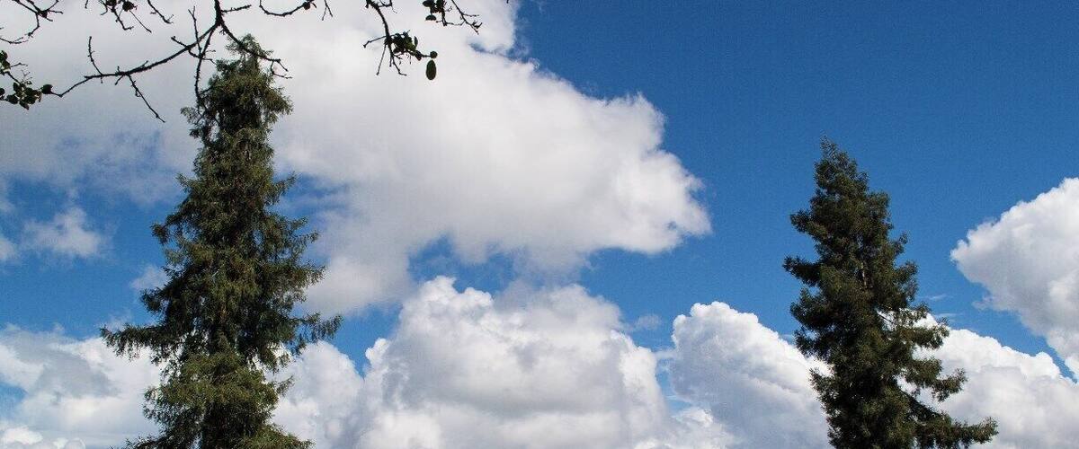 8339 W Dry Creek Rd Healdsburg, CA 95448
(Trover says Sonoma County, Ca)
The intimate bungalow-style tasting room is filled with memorabilia from Raymond Burr's acting career, notably his Emmy awards and 14 vintage issues of TV Guide with his photo on the cover. The space is cozy, so unless the weather is dismal, visitors are able to take their glasses onto the patio, where they can be served in the shade of an ancient oak tree and take in the sweeping vistas sitting at rustic picnic tables.