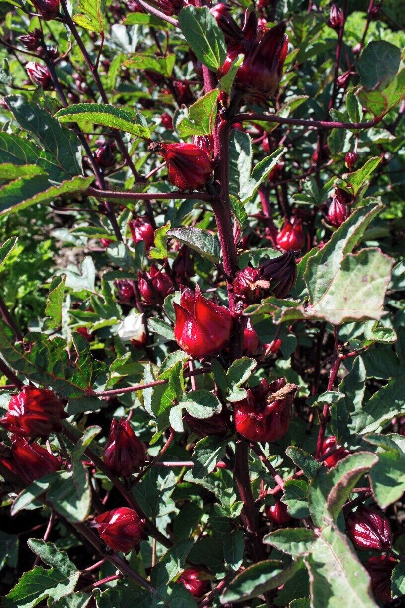 Hibiscus. Try hibiscus syrup with champagne. YUMM!