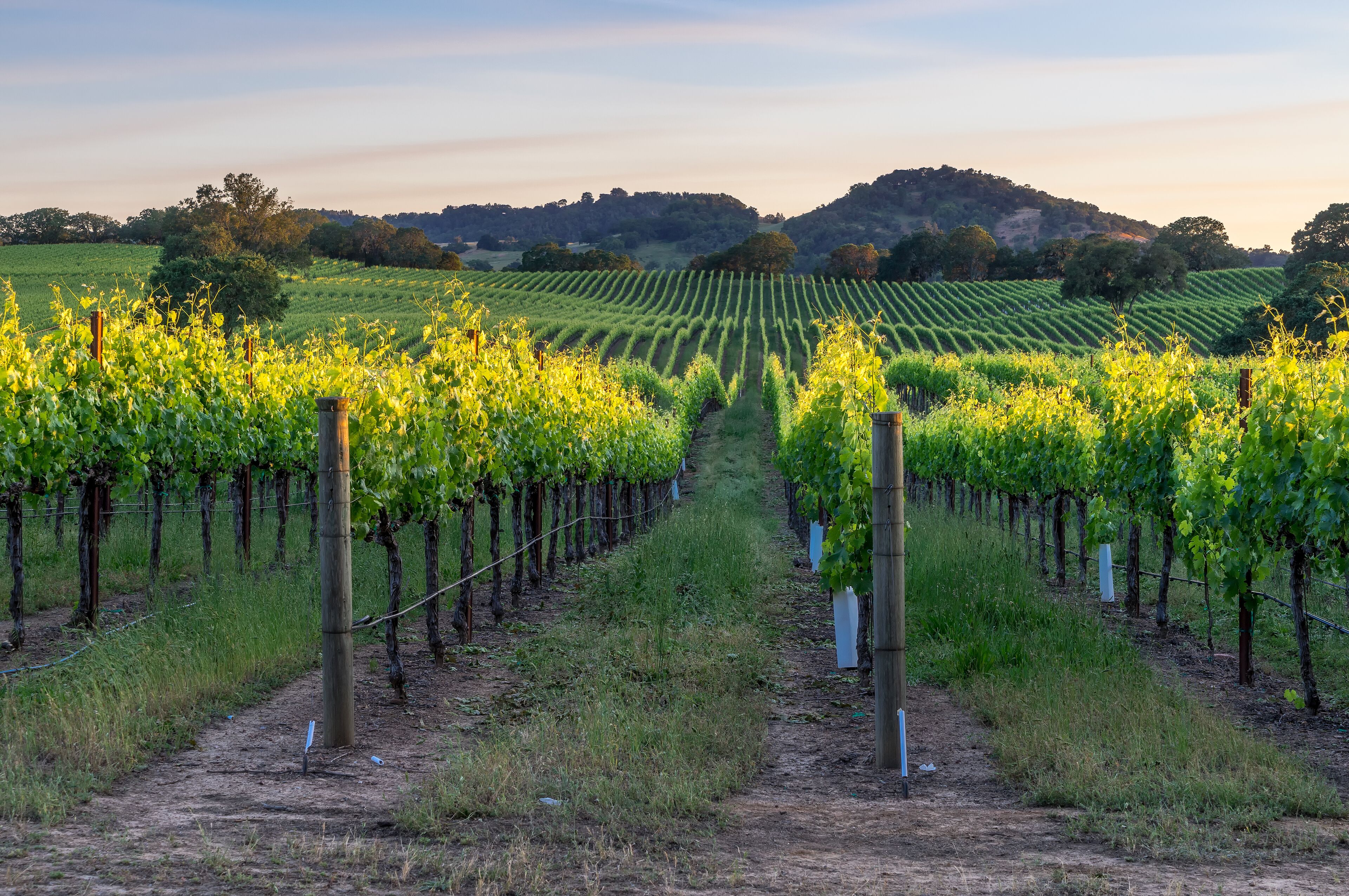 Sunset in the vinyards in Healdsburg, California; Shutterstock ID 423531877; Purchase Order: -