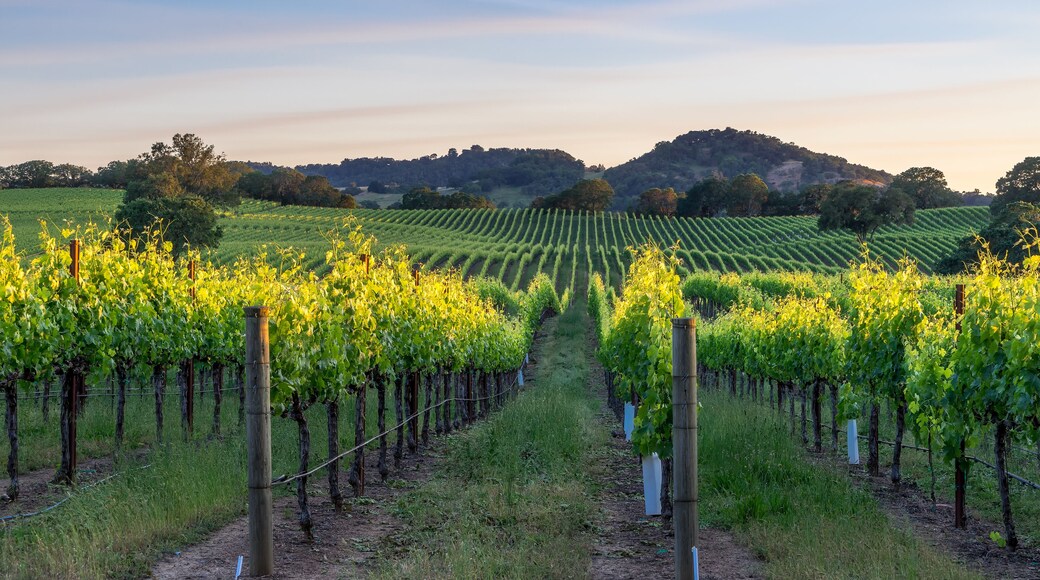 Sunset in the vinyards in Healdsburg, California; Shutterstock ID 423531877; Purchase Order: -