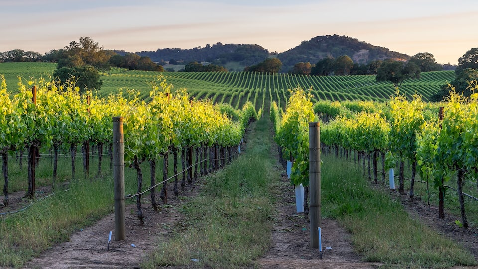 A vineyard with rows of grapevines and a dirt path leading through it.
