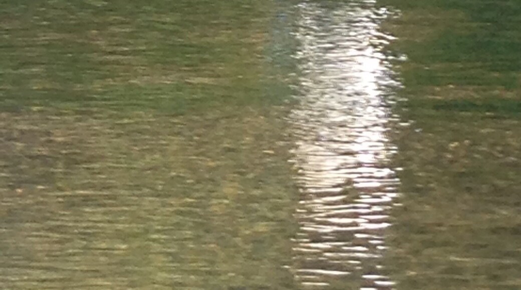 I'm not a bird watcher, I guess this is heron. It looked just beautiful with the reflection. I just happened to be canoeing there on the Russian River.