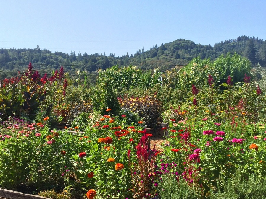 Fall in Healdsburg