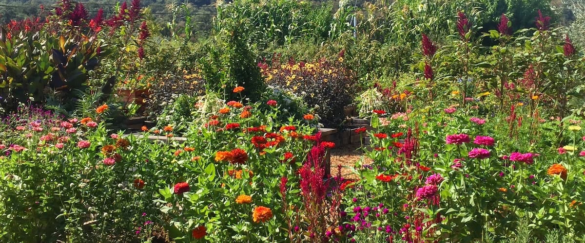A garden with various colorful flowers and a backdrop of a forested hill.