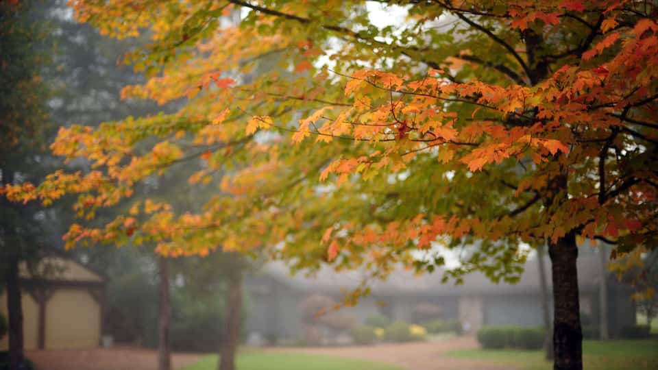 A tree with orange leaves in a park.