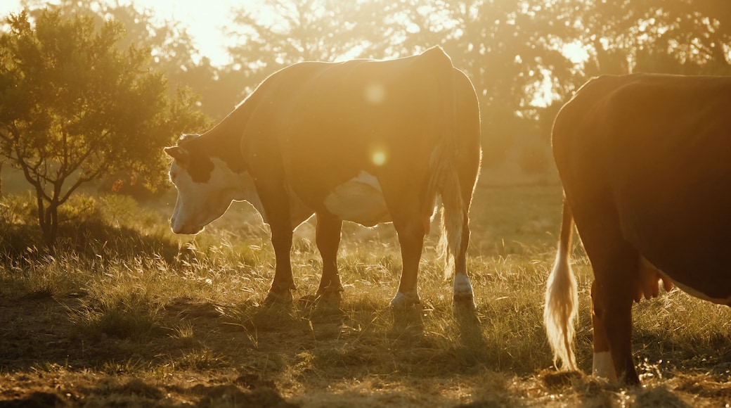Hereford cattle during sunrise in meadow of western rural beef ranch of Texas.