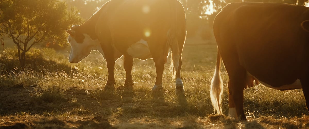 Hereford cattle during sunrise in meadow of western rural beef ranch of Texas.