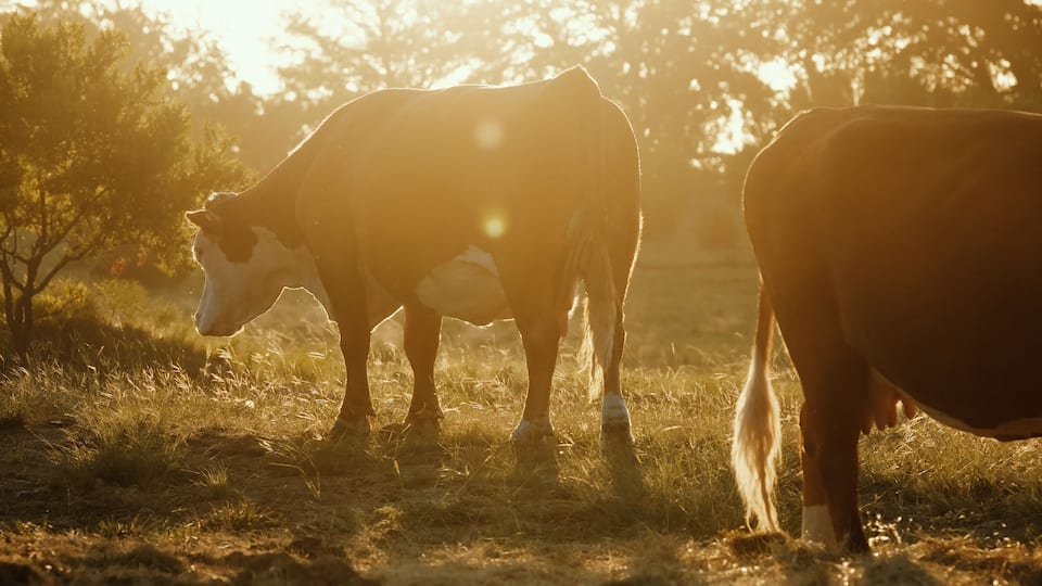 Two cows grazing in a field with trees in the background.