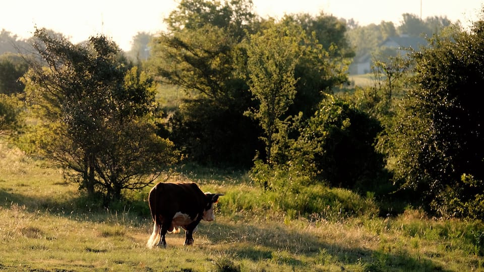 A cow grazing in a grassy field with trees in the background.