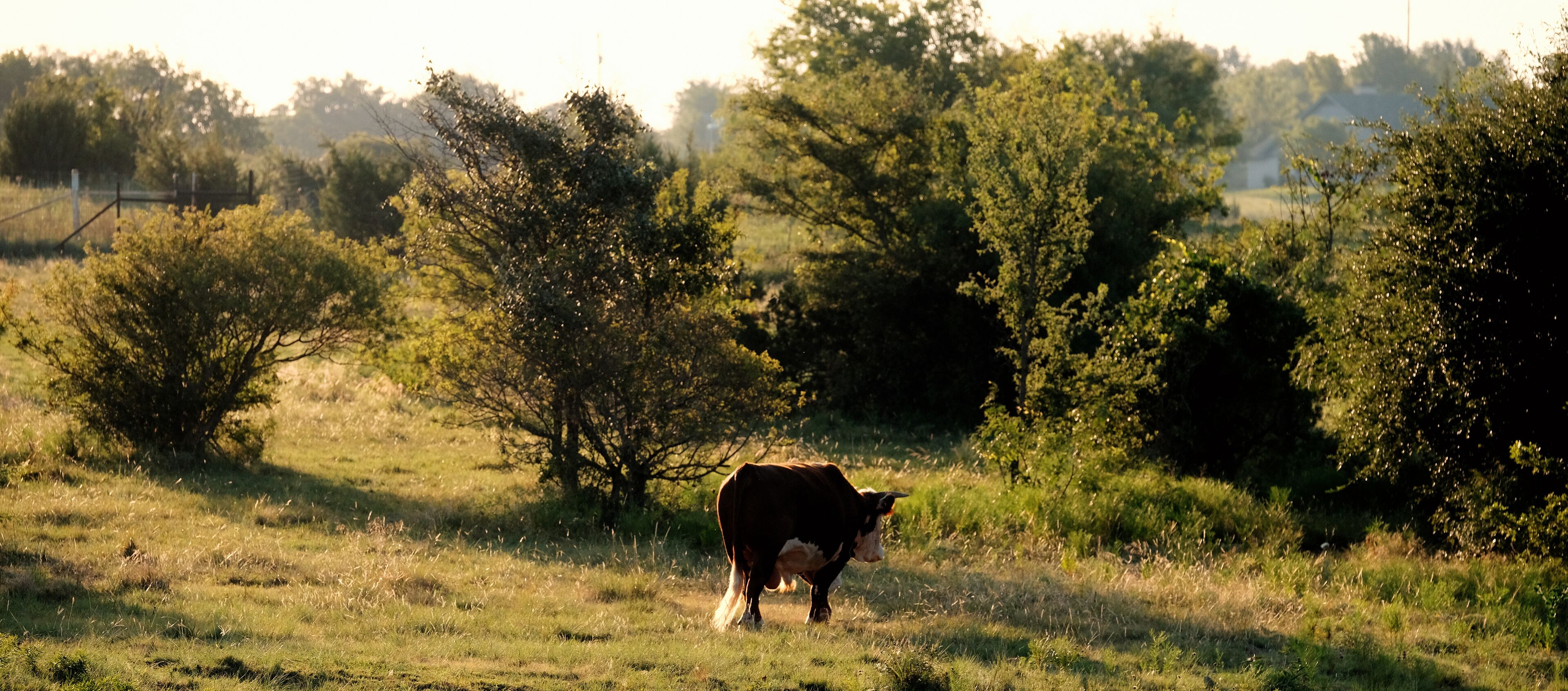 A cow grazing in a grassy field with trees in the background.