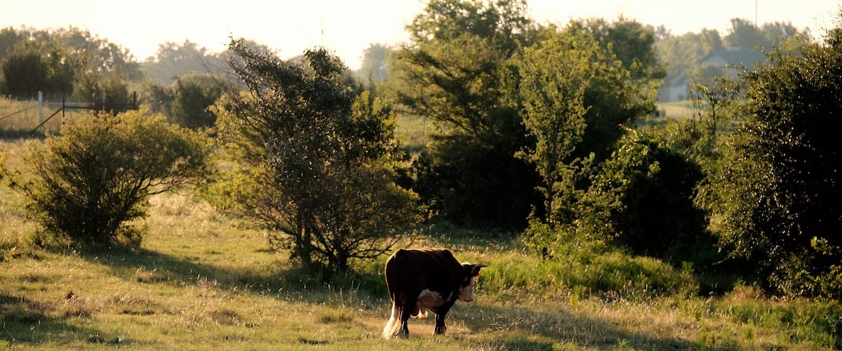 A cow grazing in a grassy field with trees in the background.