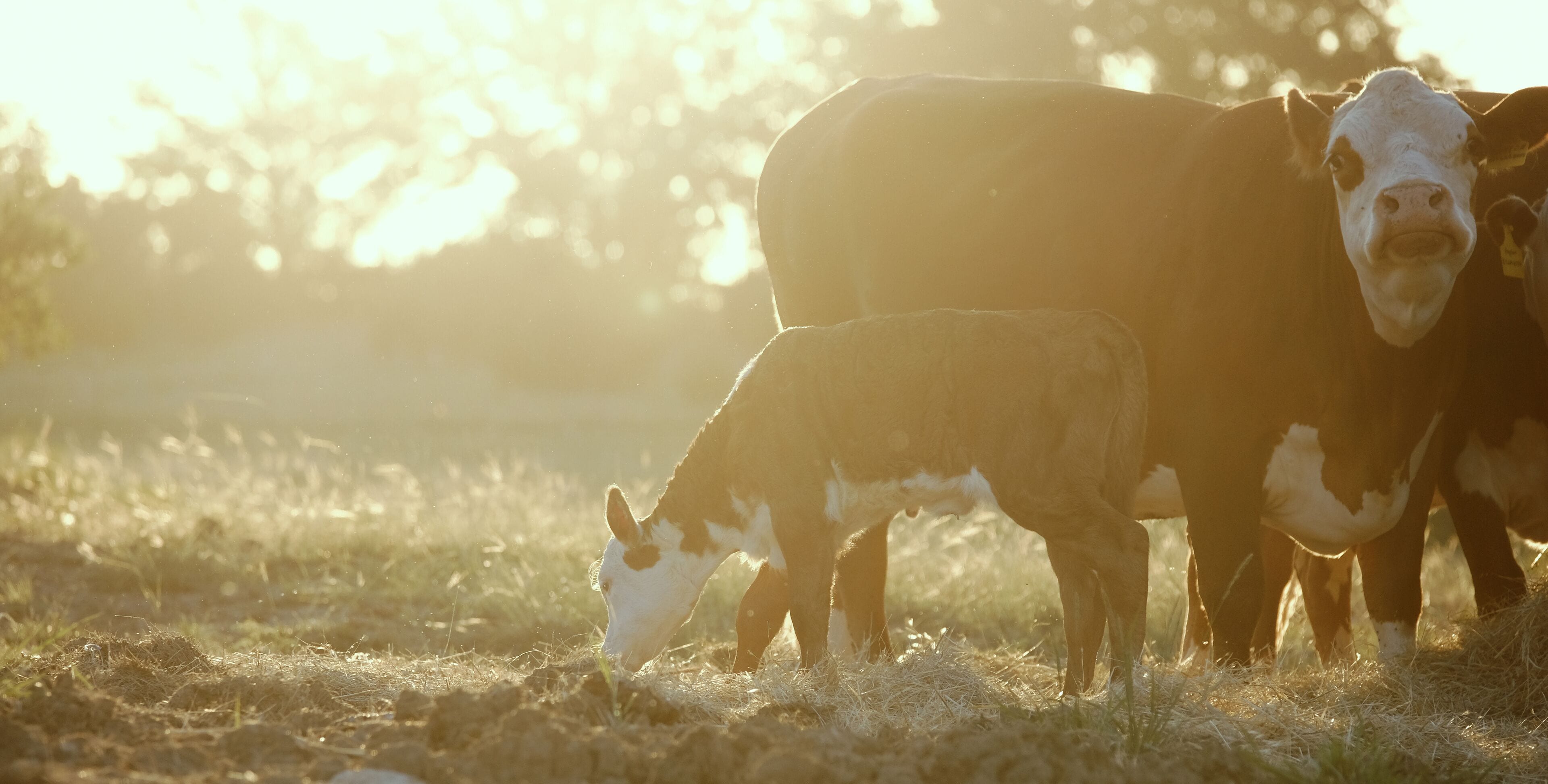 Hereford cattle herd on Texas ranch during summer sunrise closeup, copy space on background.