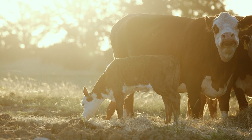 Hereford cattle herd on Texas ranch during summer sunrise closeup, copy space on background.