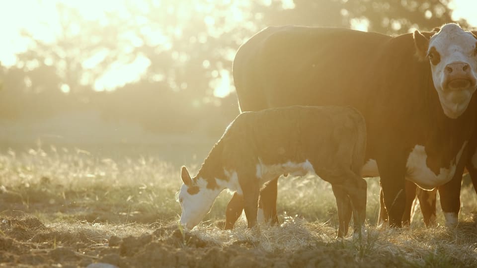 A cow grazing in a field with sunlight.