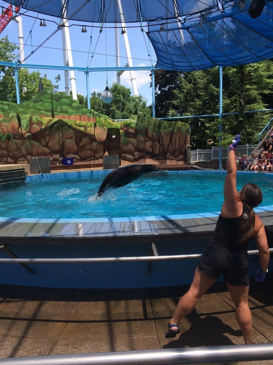 Sea lion show at Hersheypark