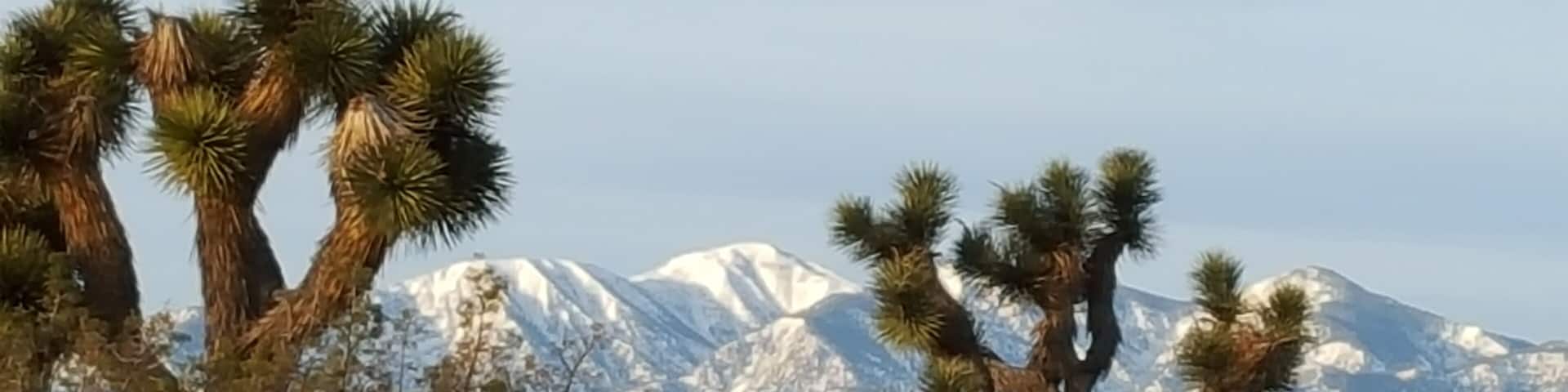 Again, Yucca Trees and snow covered mountains form a perfect contrast in nature.